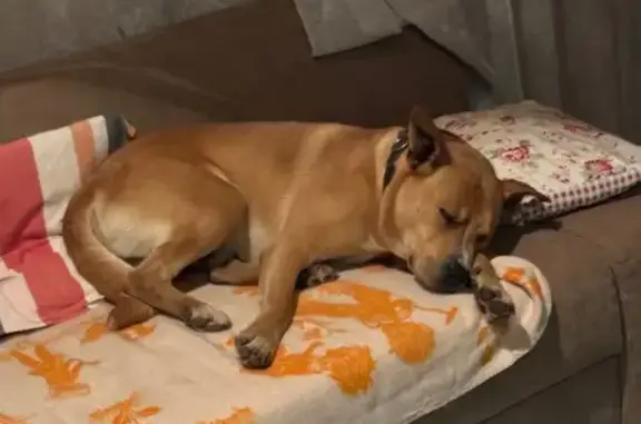 Пропал собака, Рабочая улица, 51, Большое Буньково - рыжий с белой грудью - photo