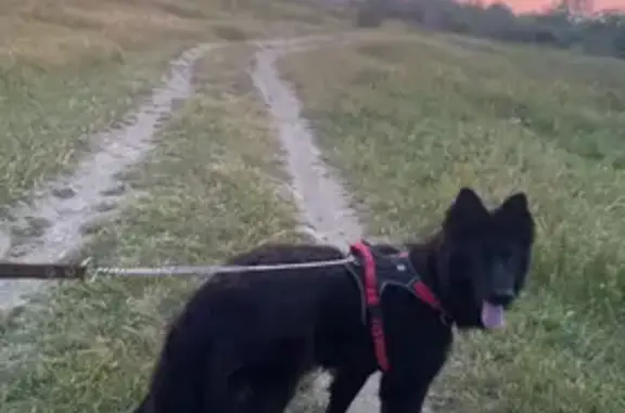 Пропала собака, Крымская улица, 129, Зеленокумск - немецкая овчарка - photo