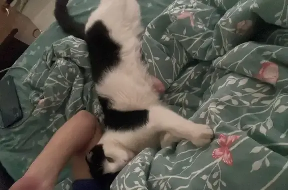 Пропал кот, Новый переулок, 1, Томск - черно-белый, ушки вислоухие - photo