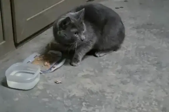 Найденные животные Кострома, фото: Найдена кошка, Комсомольская улица, Кострома