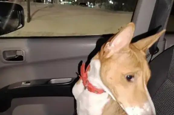 Найденные животные Мурманск, фото: Найдена собака, улица Полярные Зори, 23, Мурманск