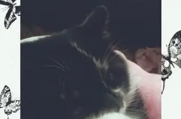 Пропал кот, улица Кольцова, 2, Заволжское - очень упитанный и крупный - photo