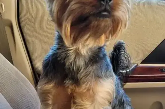 Пропал собака, Овражная улица, 73, Трудовое - пепельно-коричневый, очень контактный - photo