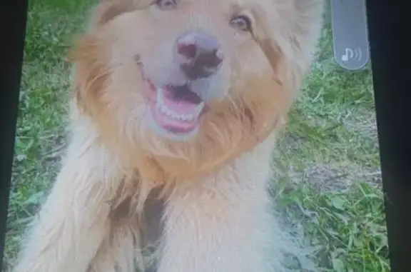 Пропал собака, Трудовая улица, 31, Скопин - окрас рыжий, не агрессивный - photo