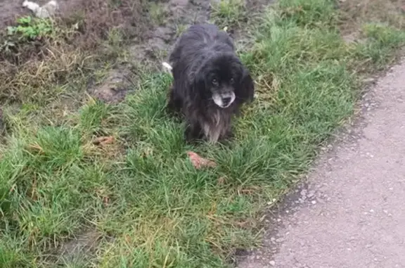 Пропала собака, Ряжск, Рязанская область - черно-белая, не кусается - photo