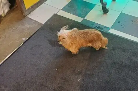 Найдена собака, Одинцово, фото: Найдена собака, Можайское шоссе, Одинцово - в магазине 