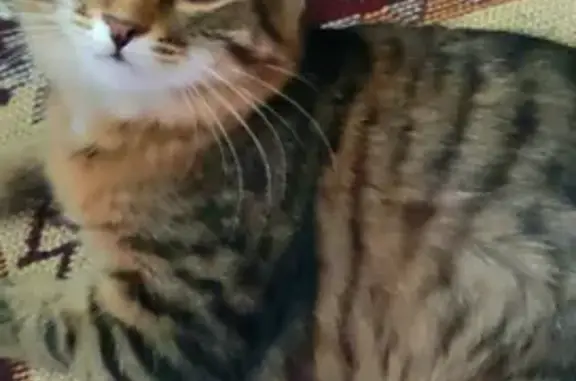 Пропала кошка Девочка, Саранск (rl1143745) - photo