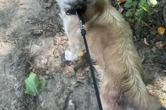 Собаки потеряшки, Чехов, фото: Потеряшка собака, мужской, улица Чехова, 33, Чехов