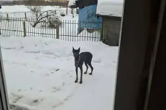 Найдена собака, мужской, Черняное, Тамбовская область - в строгом ошейнике - photo