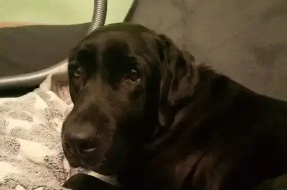 Пропала собака, женская, улица Фрунзе, Краснодар - крупная, стройного телосложения - photo