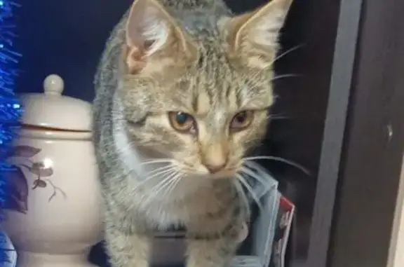 Кошки потеряшки, Порхов, фото: Потеряшка кошка, Крестьянский переулок, 6, Порхов - серенькая с белым воротничком