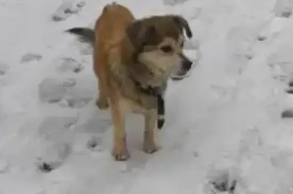 Собаки потеряшки, Чехов, фото: Потеряшка собака, улица Чехова, 29, Чехов - бежево-коричневый окрас