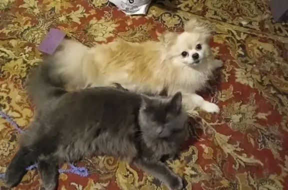 Пропал кот, Ленинградская улица, 50, Калининград - серый с янтарными глазами - photo