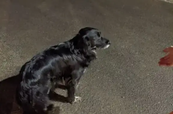 Найдена собака, Санкт-Петербург, фото: Найдена собака, Пролетарская улица, Санкт-Петербург - мужской, глаза разного цвета