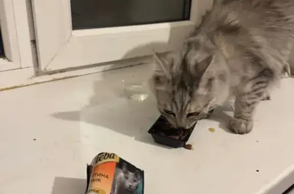 Найденные животные Томск, фото: Найдена кошка, улица Ивановского, 20, Томск - маленькая серая, на вид 5 месяцев