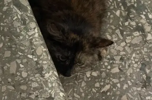 Найденные животные Казань, фото: Найдена кошка, женский пол, улица Степана Разина, 50, Казань - множественный окрас