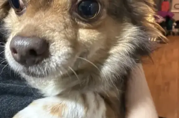 Найдена собака, Тамбов, фото: Найдена собака, мужской пол, улица 40 лет Октября, 70, городской округ Тамбов