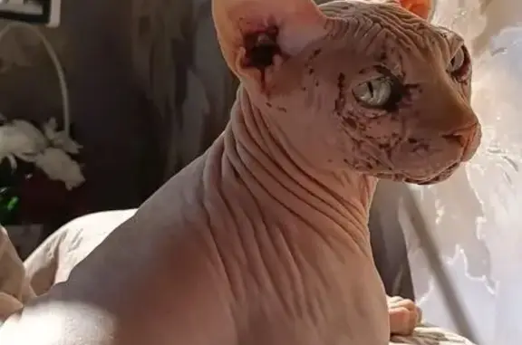 Пропал кот, улица Калинина, 101/1, Темрюк - сфинкс с бежевой кожей - photo