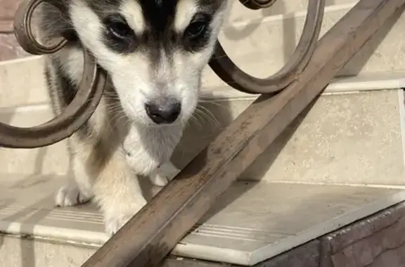 Объявления о пропавших и найденных животных, Михайловск, фото: Найдена собака, Курганная улица, 212, Михайловск - щенок запутался в проволоке