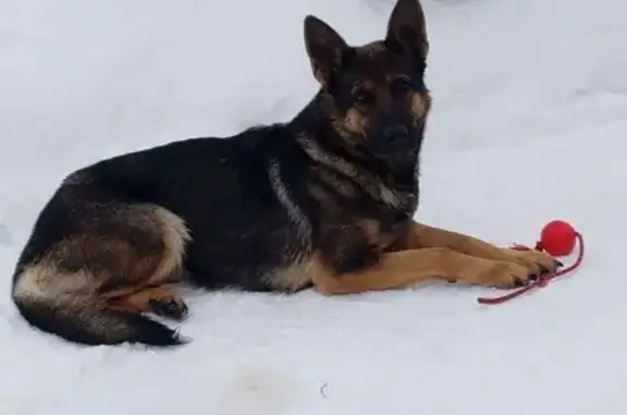 Пропала собака, женская, городской округ Кирсанов, Тамбовская область - чепрачная, дружелюбная - photo