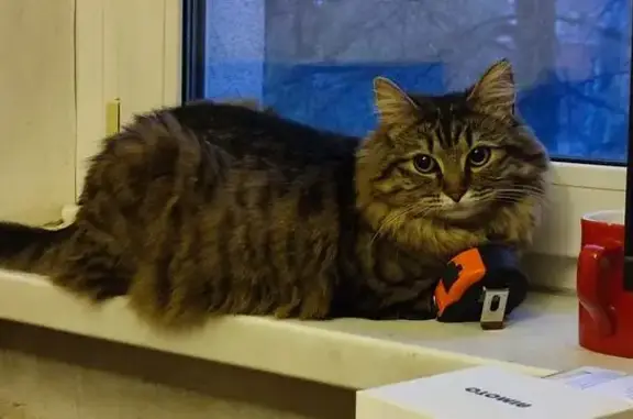 Пропала кошка, Нижняя Красносельская улица, 44, Москва - пропала в течение дня - photo