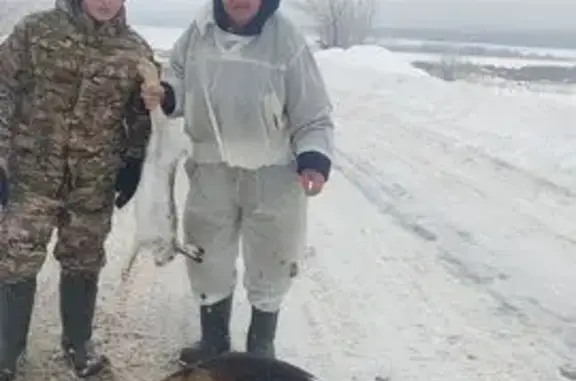 Пропал собака, Железнодорожный переулок, Октябрьск - русская пегая гончая - photo