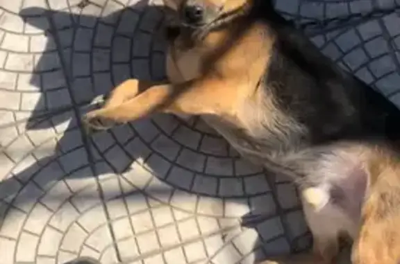 Пропал собака, Клюквенская улица, 8, Курск - по кличке Кузя с ошейником - photo