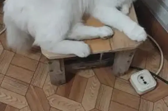 Пропал кот, Набережная улица, Ишеевка - белый пушистый глухой - photo