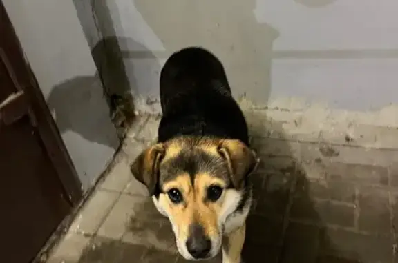 Найдена собака, Тамбов, фото: Найден собака, мужской, Московская улица, городской округ Тамбов - очень ласковый и голодный