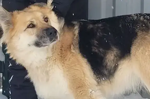 Собаки потеряшки, Жучки, фото: Потеряшка собака, 46Н-10469, 16, Жучки - похожа на овчарку, с ошейником