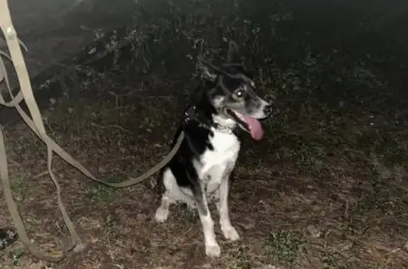 Пропала собака, Сомово, Воронежская область - Марс с ошейником и поводком - photo
