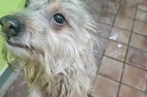 Найдена собака, Мытищи, фото: Найден собака, мужской, Станционная улица, 5 к1, Мытищи - метис йорка