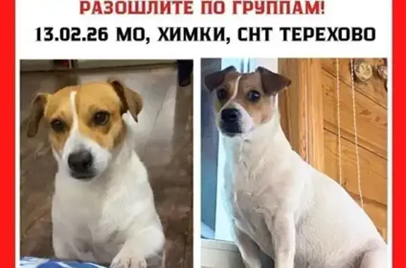 Пропала собака, Химки, Московская область - пугливая девочка джек рассел терьер - photo