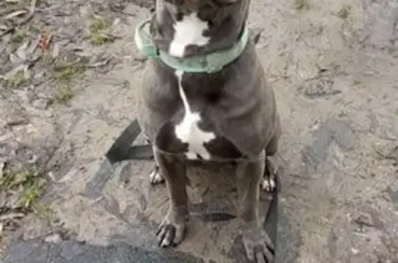 Пропал собака, Центральная улица, 22, Зареченский - стаффордширский терьер, голубой окрас - photo