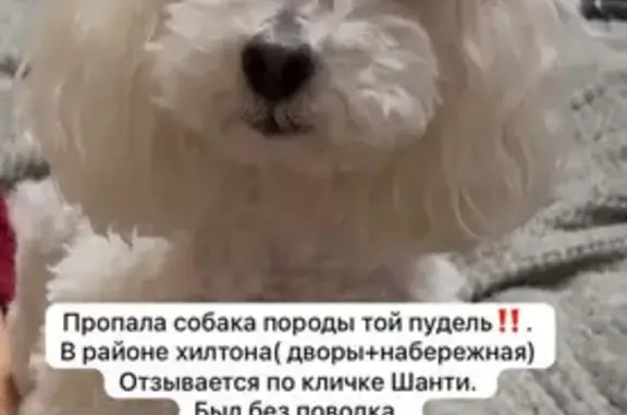 Пропала собака, набережная Адмирала Серебрякова, 29Д к3, Новороссийск - белый той пудель - photo