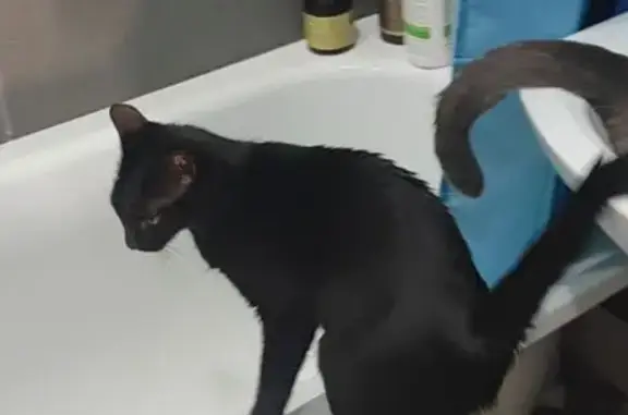 Пропала кошка, Никольская улица, 8, Киселевка - черная кошка - photo