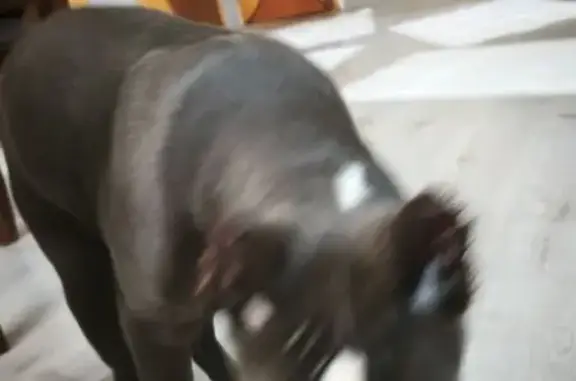 Пропал собака, мужской, улица Тухачевского, 214, Астрахань - голубой окрас - photo