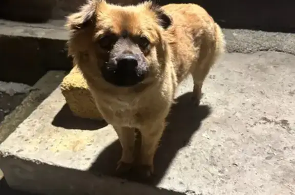 Объявления о пропавших и найденных животных, Ставрополь, фото: Найдена собака, Партизанская улица, Ставрополь - ухоженная и ласковая