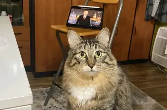Найден кот, Соколово-Мещерская улица, 14 к1, Москва - ласковый и ручной - photo