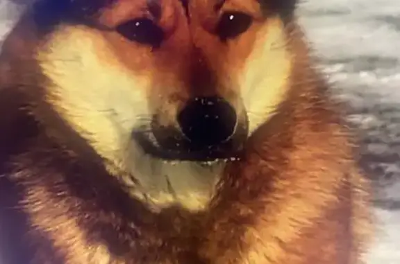 Найденные животные Хабаровск, фото: Найдена собака, Воронежская улица, Хабаровск - рыжая с стоячими ушами