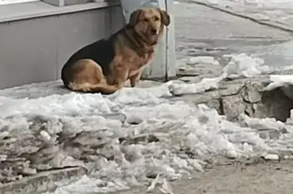Найдена собака, Благовещенск, фото: Найдена собака, переулок Святителя Иннокентия, 9, Благовещенск - небольшая взрослая с ошейником
