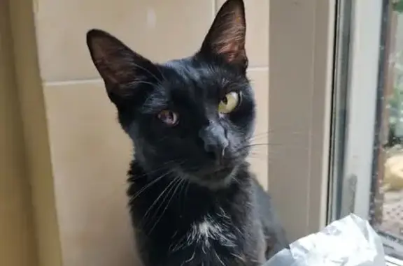 Пропала кошка, Балашиха, Московская область - язва роговицы на правом глазу - photo