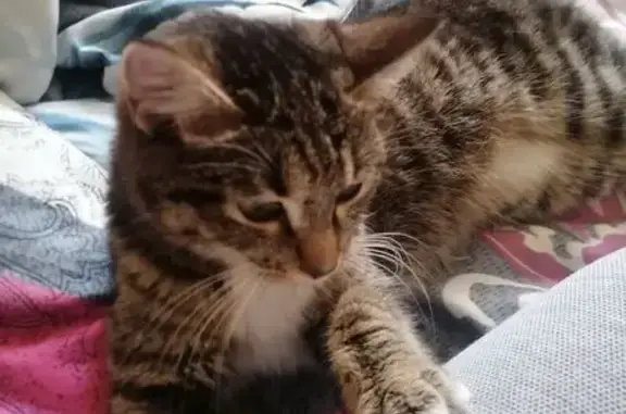 Объявления о пропавших и найденных животных, дома отдыха «Пахра», фото: Найдена кошка, Октябрьская улица, 45, Улан-Удэ - полосатая с белой подводкой глаз