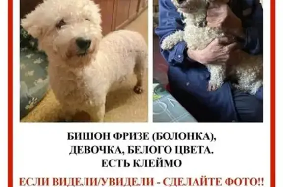 Пропала собака, женская, Дубнинская улица, 30 к2, Москва - photo