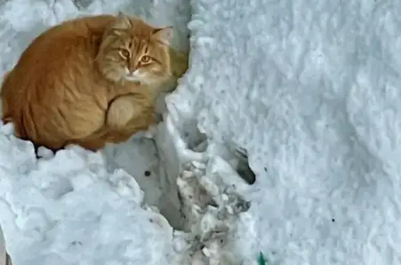 Найдена кошка, Новомосковск, фото: Найдена кошка, улица Орджоникидзе, 6/33, Новомосковск - крупный рыжий в ошейнике