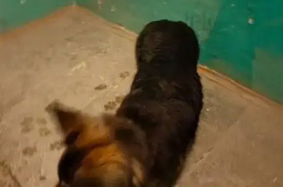 Найденные животные Вологда, фото: Найдена собака, улица Беляева, Вологда - похожа на немецкую овчарку