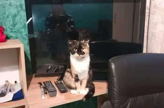 Найдена кошка, Котельниково, фото: Найдена кошка, Железнодорожная улица, 17, Котельниково - трёхцветная и ласковая