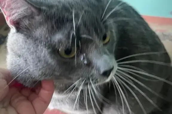 Найдена кошка, Зеленогорск, фото: Найдена кошка, улица Гагарина, 25, Зеленогорск - ручной и ласковый