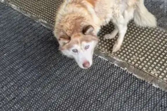 Найдена собака, Малаховка, фото: Найдена собака, женский пол, Пехорская улица, Малаховка - в плохом состоянии