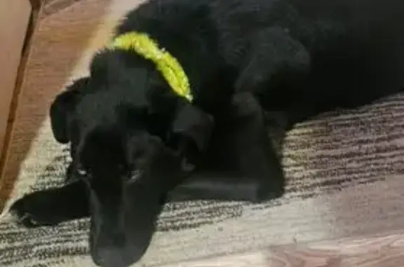 Пропала собака, Якутск, Республика Саха (Якутия) - девочка, черный окрас - photo